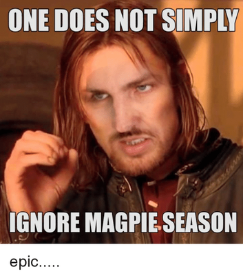 one-do-ignore-magpie-season-epic-6278347.png