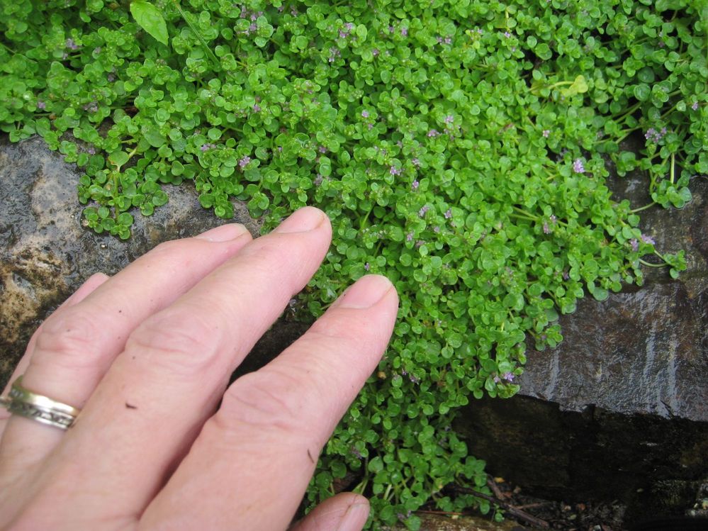 Corsican Mint with somebody's fingers for scale. :P