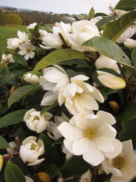 Cream-Fairy-Magnolia-Hedge.jpg