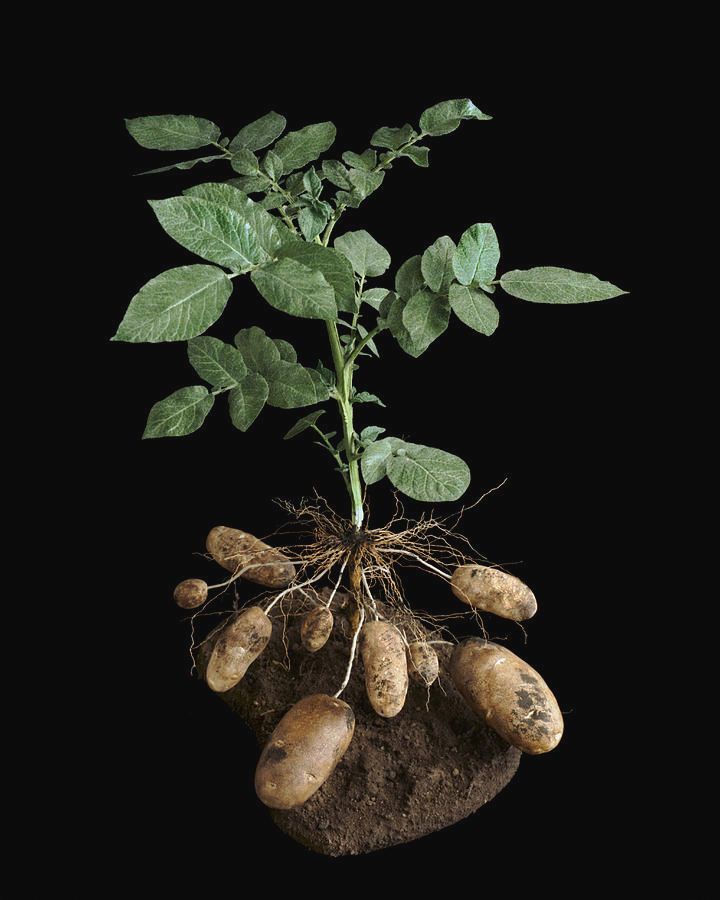 potato-plant-chase-studio.jpg