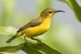 Sunbird