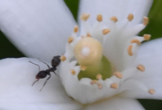 Ant in Flower.JPG